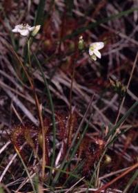 Drosera longifolia