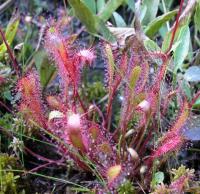 Drosera longifolia