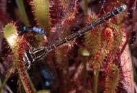 Drosera longifolia