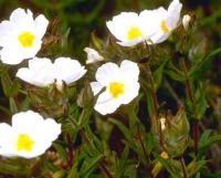 Cistus psilosepalus