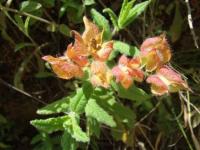 Cistus psilosepalus