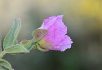 Cistus albidus