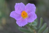 Cistus albidus