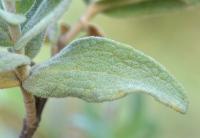 Cistus albidus