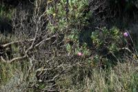 Cistus albidus