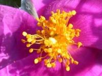 Cistus crispus