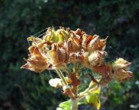 Cistus crispus