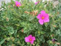 Cistus crispus