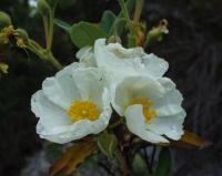 Cistus laurifolius