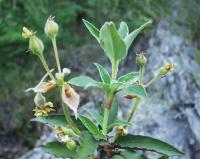 Cistus laurifolius