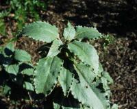 Cistus laurifolius