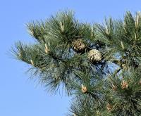 Pinus radiata