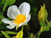 Cistus salviifolius