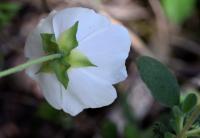 Cistus salviifolius