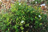 Cistus salviifolius