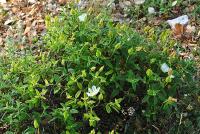 Cistus salviifolius