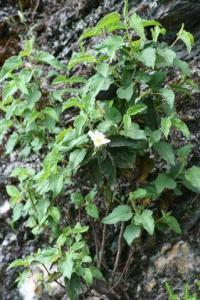 Cistus populifolius subsp. populifolius