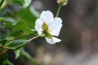 Cistus populifolius subsp. populifolius