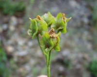 Cistus populifolius subsp. populifolius