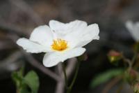 Cistus populifolius subsp. populifolius