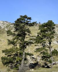 Pinus radiata