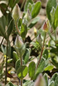 Halimium lasianthum subsp. alyssoides