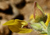 Halimium lasianthum subsp. alyssoides