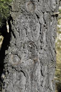 Pinus radiata