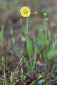 Tuberaria guttata