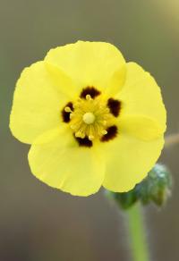 Tuberaria guttata