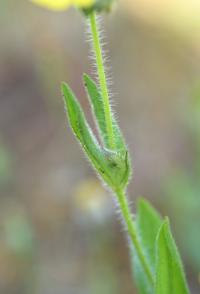 Tuberaria guttata