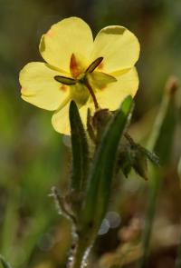 Tuberaria guttata