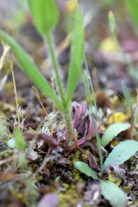 Tuberaria guttata