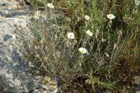 Helianthemum violaceum