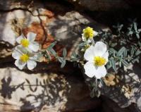 Helianthemum apenninum