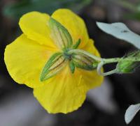 Helianthemum nummularium subsp. nummularium