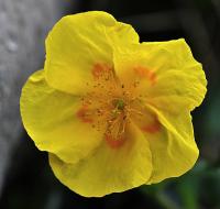 Helianthemum nummularium subsp. nummularium