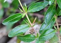 Helianthemum nummularium subsp. nummularium