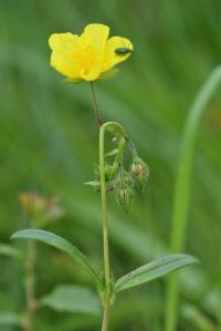 Helianthemum nummularium subsp. nummularium