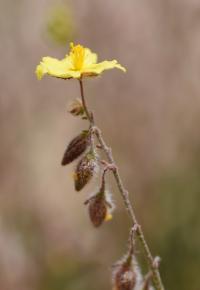 Helianthemum hirtum