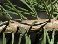 Pinus sylvestris