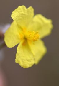 Helianthemum hirtum