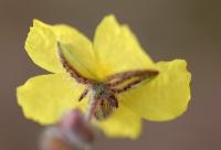 Helianthemum hirtum