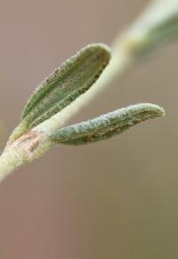 Helianthemum hirtum