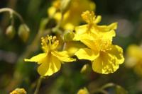 Helianthemum oelandicum subsp italicum