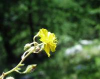 Helianthemum oelandicum subsp italicum