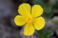 Helianthemum oelandicum subsp. incanum