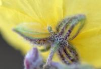 Helianthemum oelandicum subsp. incanum