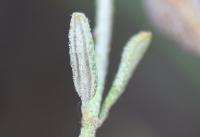 Helianthemum oelandicum subsp. incanum