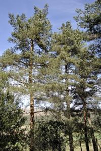 Pinus sylvestris